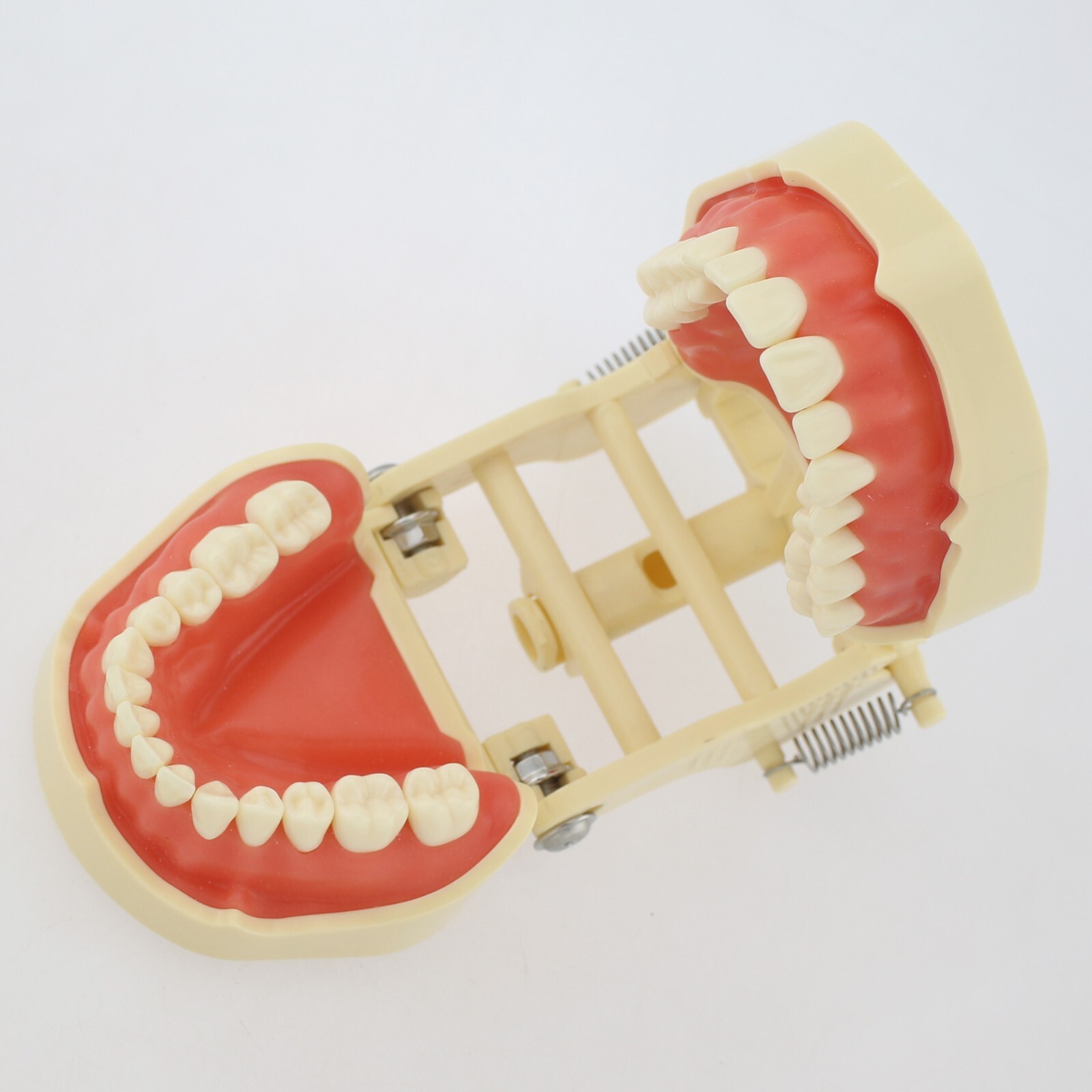 Dental Typodont Training Model Columbia Kilgore Nissin Mounting Pole 28 32 Teeth