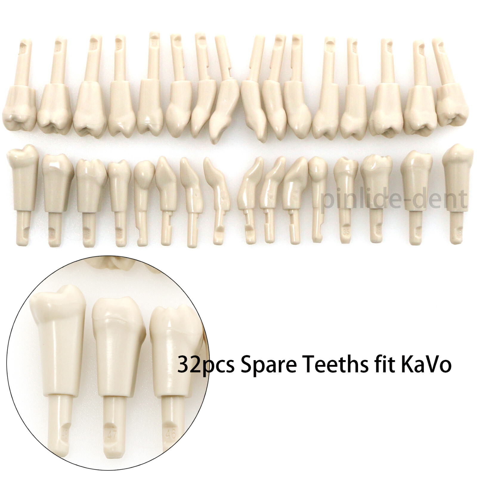 Dental Typodont Tooth Model 32Pcs Spare Teeth Marked for KaVo Tooth Retention