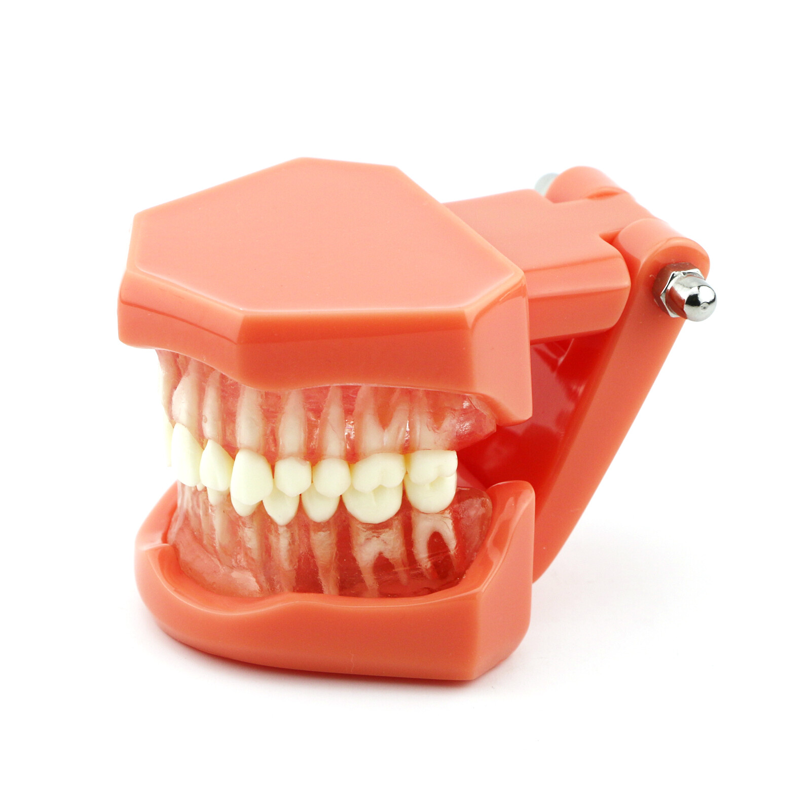 Dental Practice Ortho Typodont Teeth Model for Brushing Standard Teeth Model