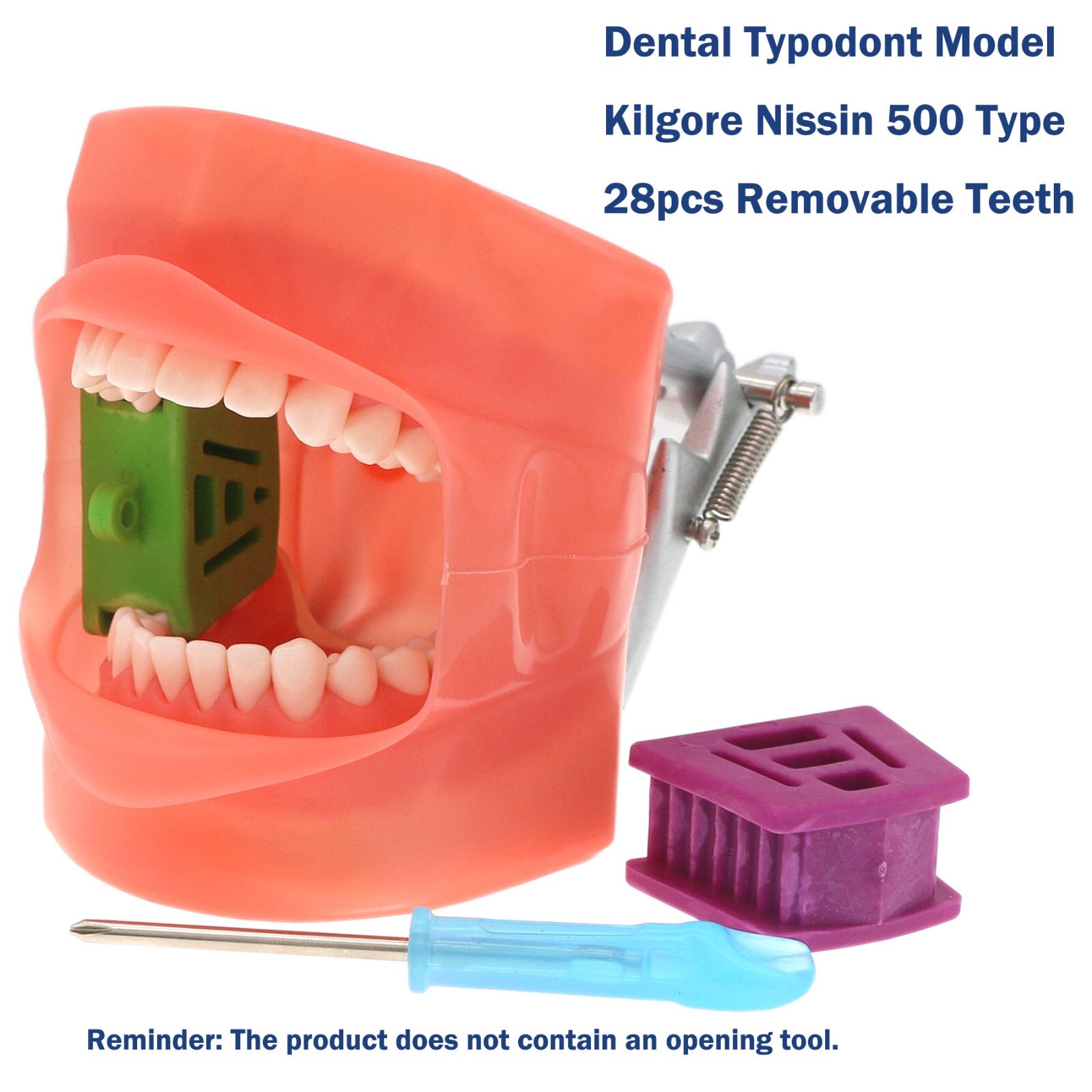 US Dental Typodont Modle, Fully Detachable Teeth,For Kilgore Nissin200, Columbia