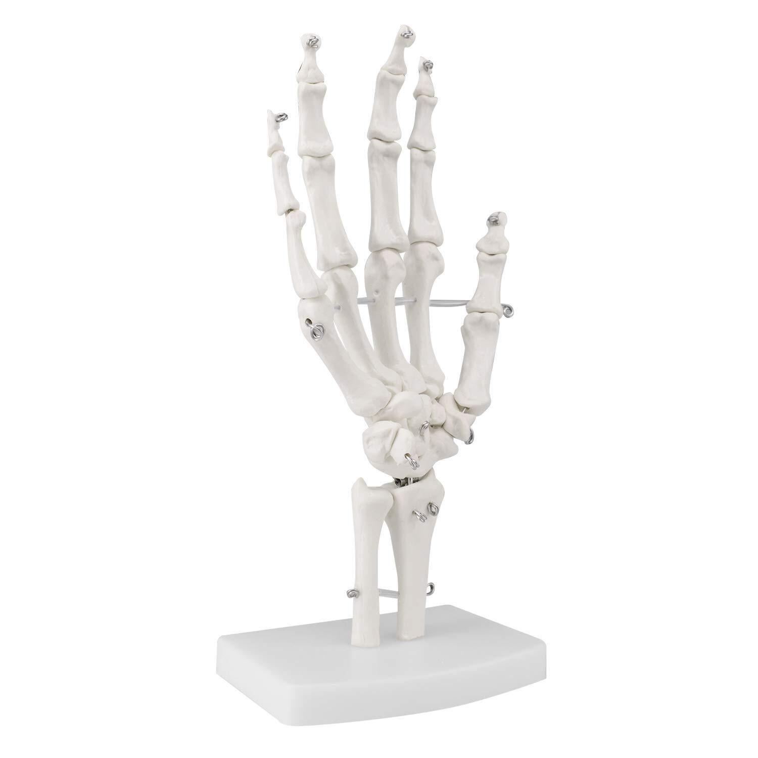 PVC Human Right Hand Joint Model Flexible 1:1 Scientific Life Size+Display Base