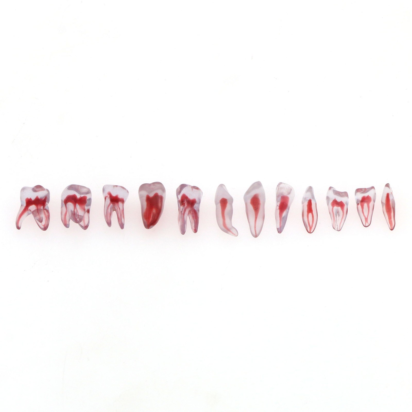 Dental Training 3D RCT Endo Tooth Model Practice Model Curved Root Resin Teeth
