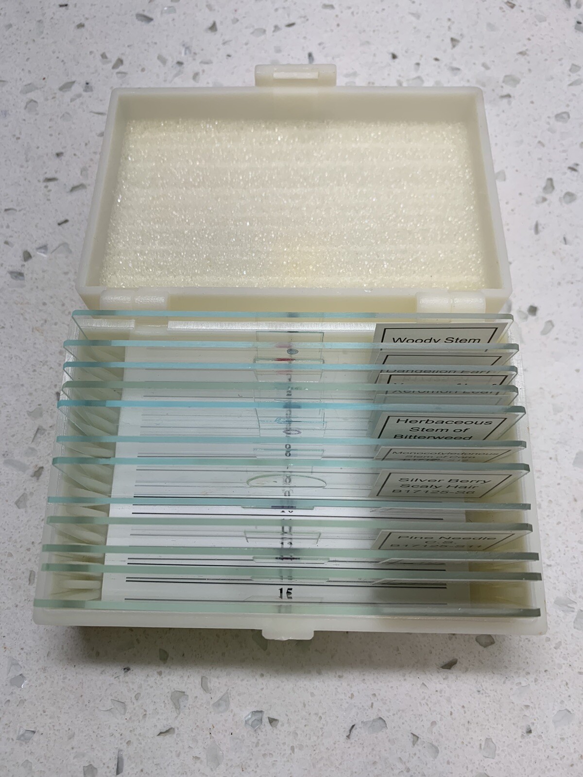 VISION SCIENTIFIC Prepared Slide Set-Plants (Pack of 12) B17125