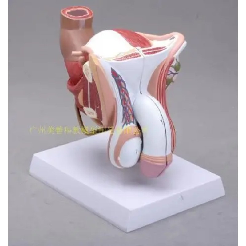 Anatomy 1:1 Life size Human Male Female genital Reproductive Model