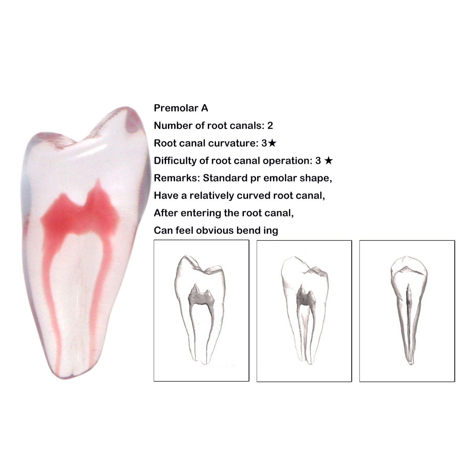 Dental Training 3D RCT Endo Tooth Model Practice Model Curved Root Resin Teeth