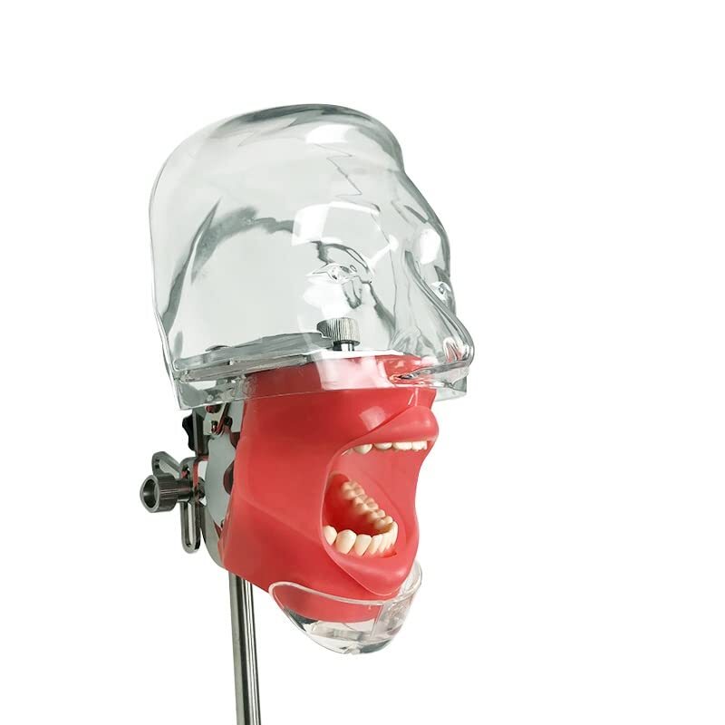 Dental Teaching Head Mold Oral Simulation Simple Fixing Clip Head Mold Student