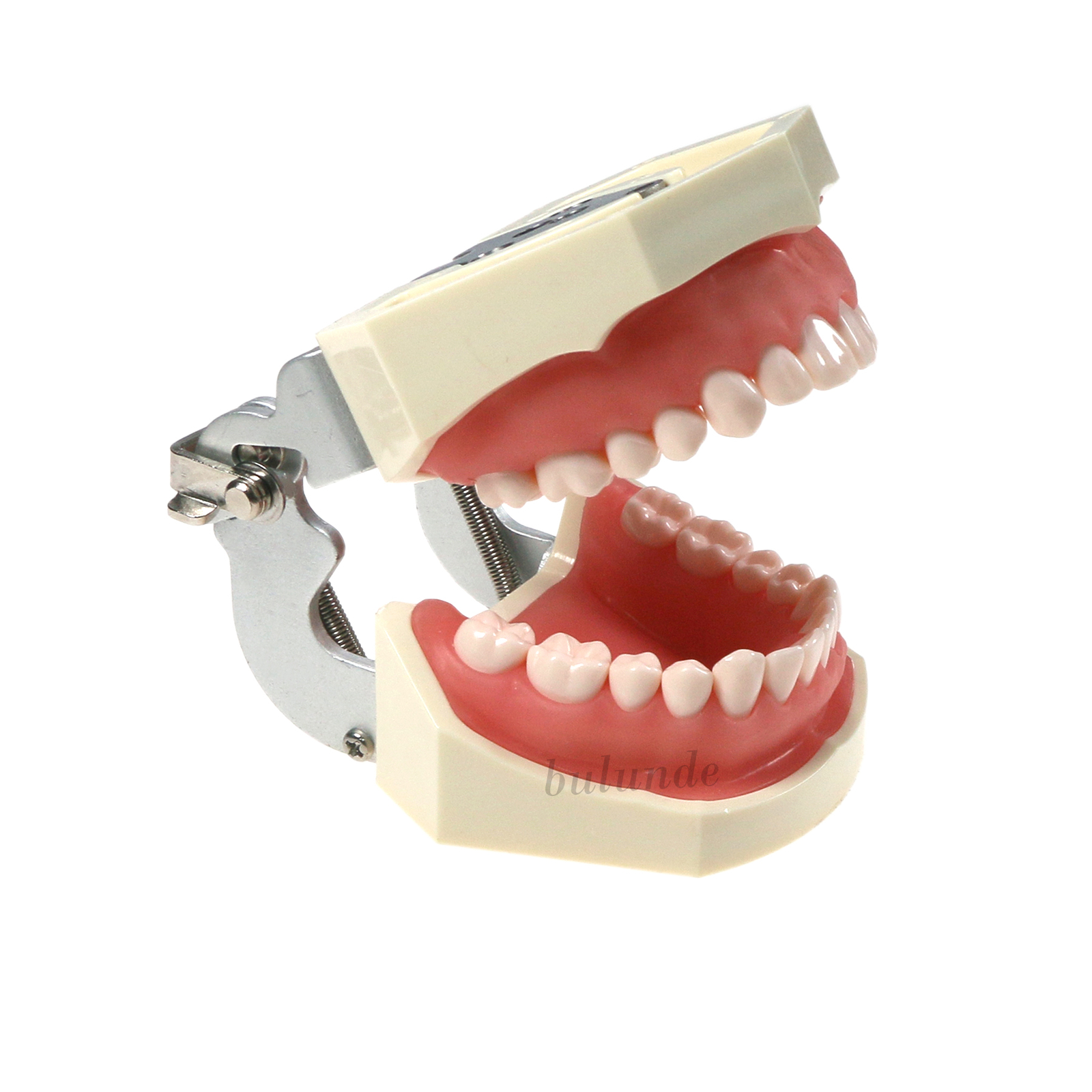 Dental Multiple Types Teaching Teeth Model Typodont Ortho Implant Practice Demo