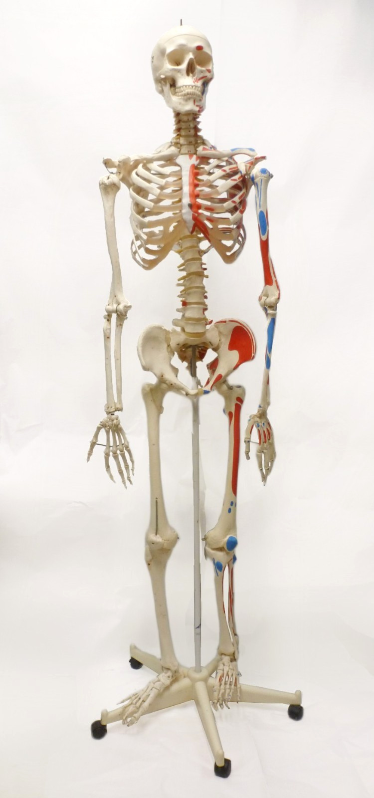3B Scientific SAM A13 Skeleton Model Life Size Pelvic Stand Missing Muscles