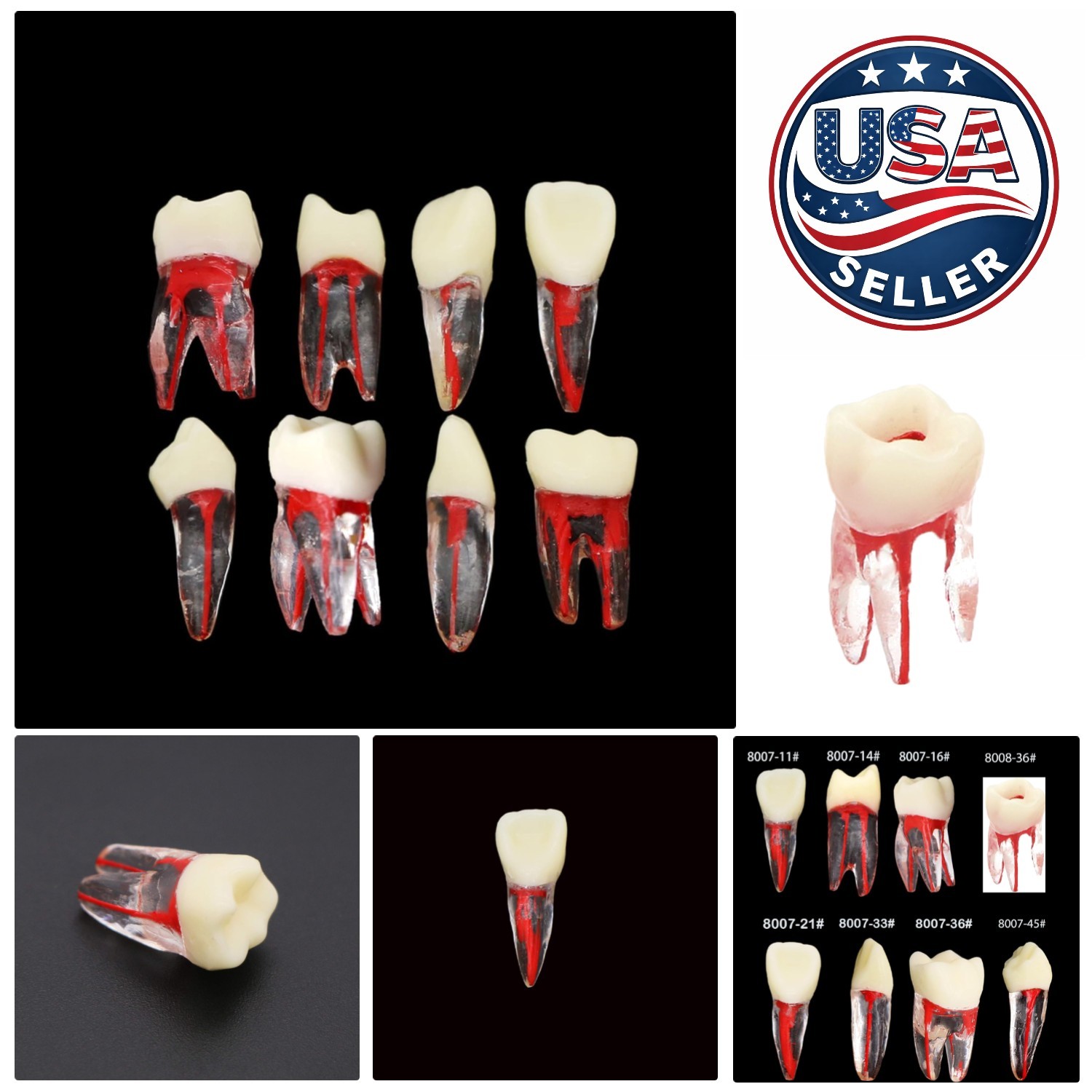 Lightweight 8-Pc Root Canal Models for Enhanced Dental Practice and Education