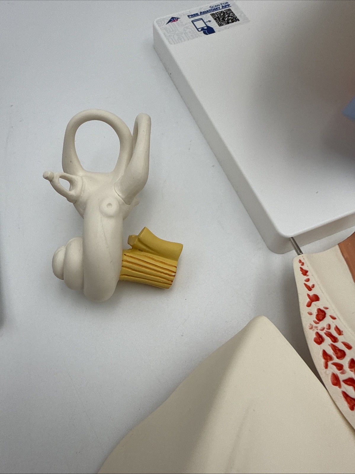 3B Scientific E11 Human Ear Model, 3 times Life-Size, 6 part