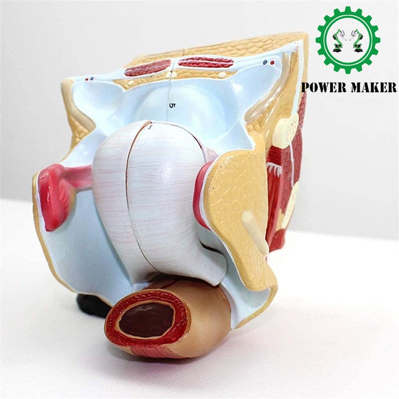 4-part Life Size Medical Anatomical Female Genital Organ Model