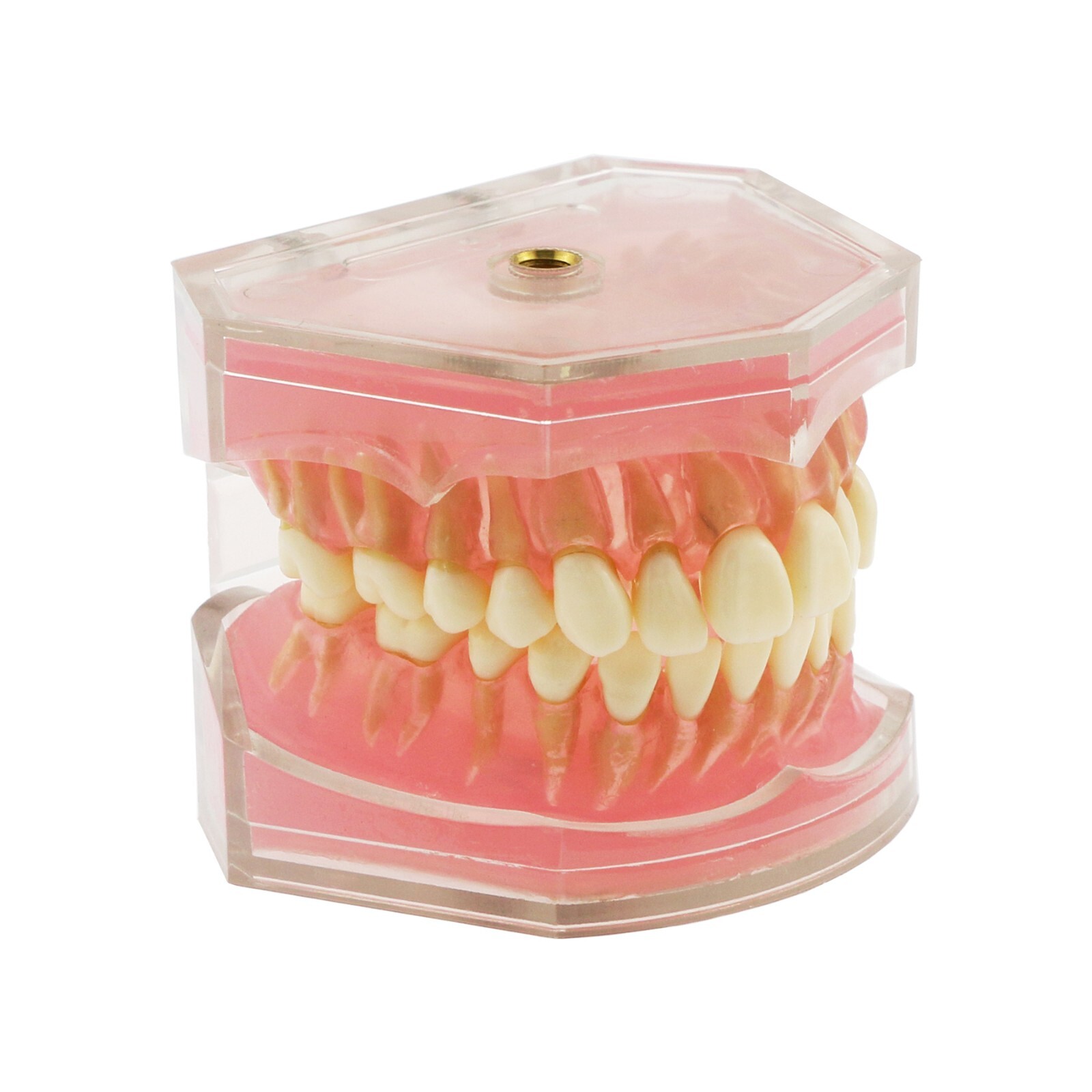 Dental Typodont Practice Model 28Pcs Removable Teeth Model Soft Gum with Cheek