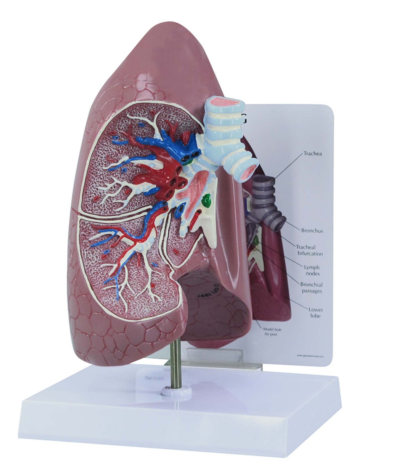 Heart Lung Kidney Liver Organ GPI Anatomical Model Set of 4 LFA #4017 SEE VIDEO