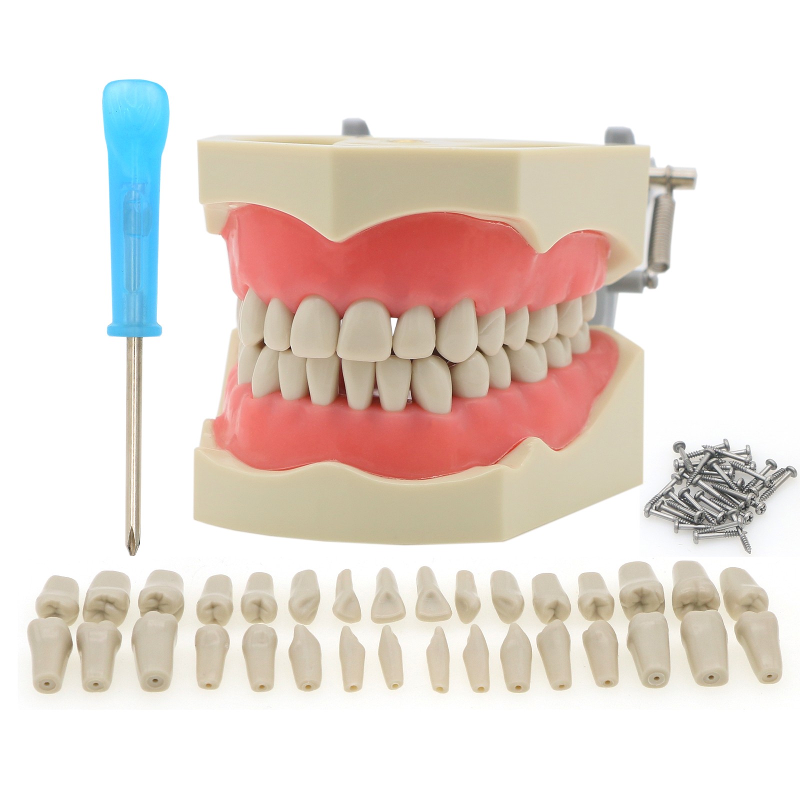 Multi-Type Dental Teaching Typodont Model Ortho/Implant/Pathology Practice Demo