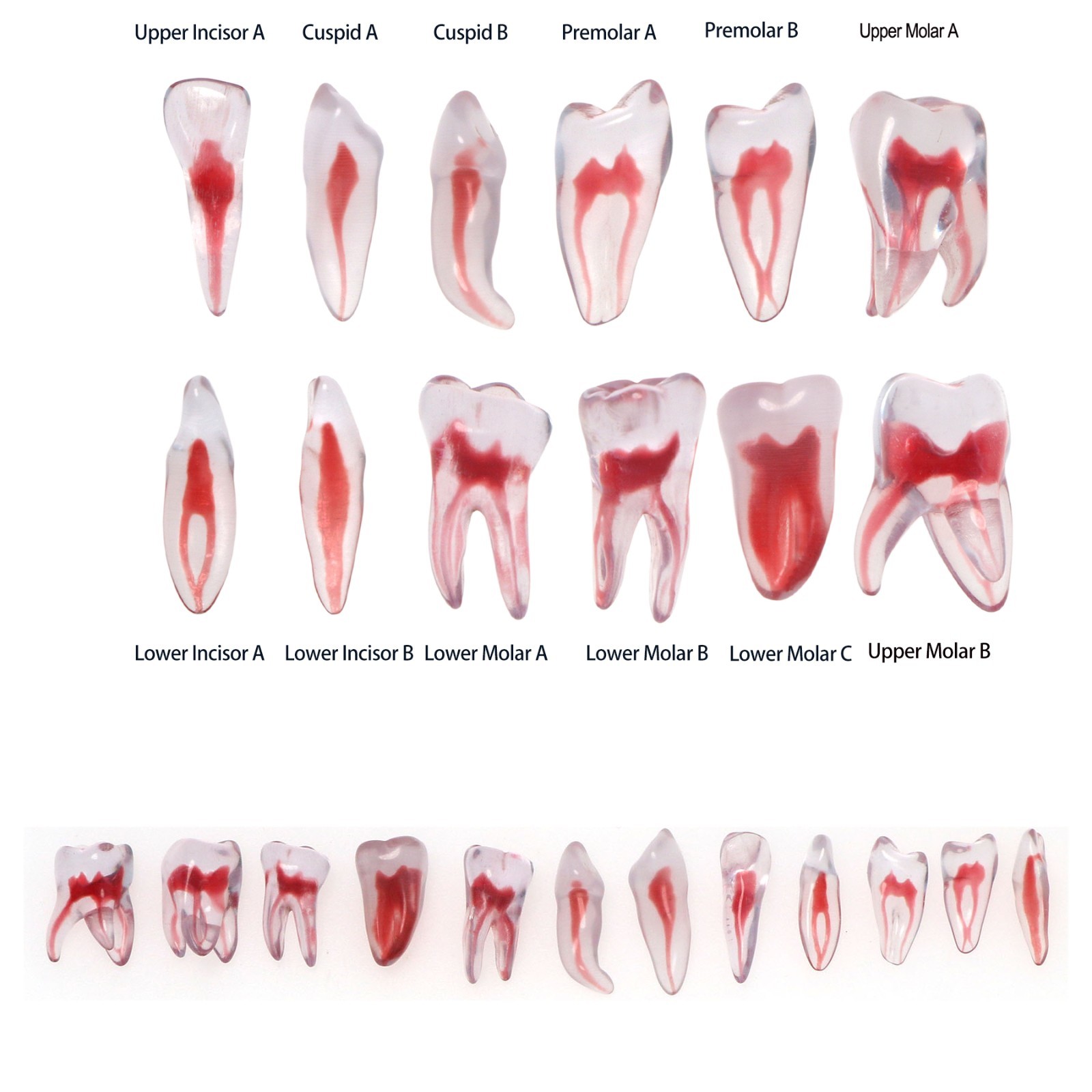 Dental Training 3D RCT Endo Tooth Model Practice Model Curved Root Resin Teeth