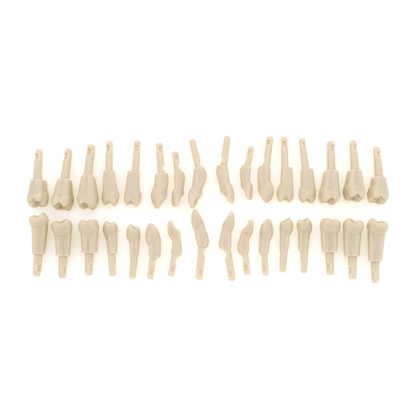 32Pcs Dental Tooth Model for KaVo Basic Model Teeth Retention Mechanism