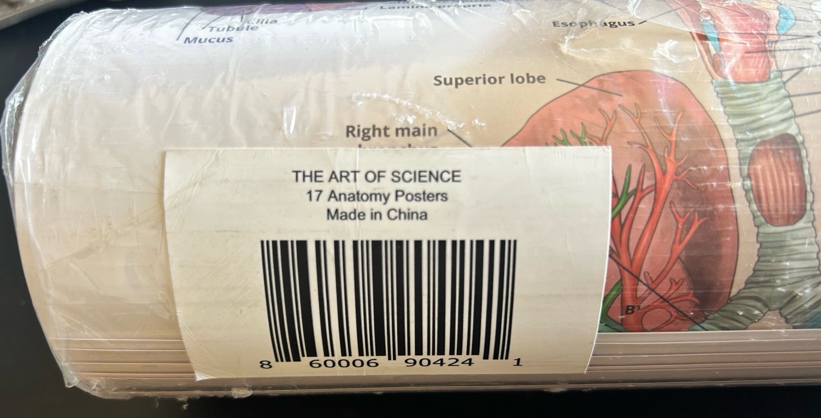 17 Anatomy Posters. The Art Of Science