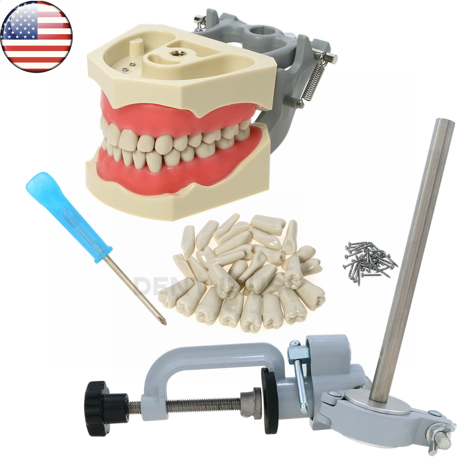 US Dental Columbia Dentoform 860 Type Typodont Model 32pcs Removable Teeth M8030