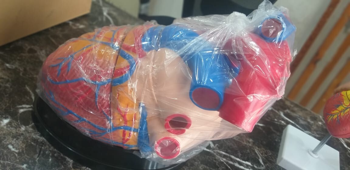 Human Heart Anatomical Jumbo Model (Made In India)