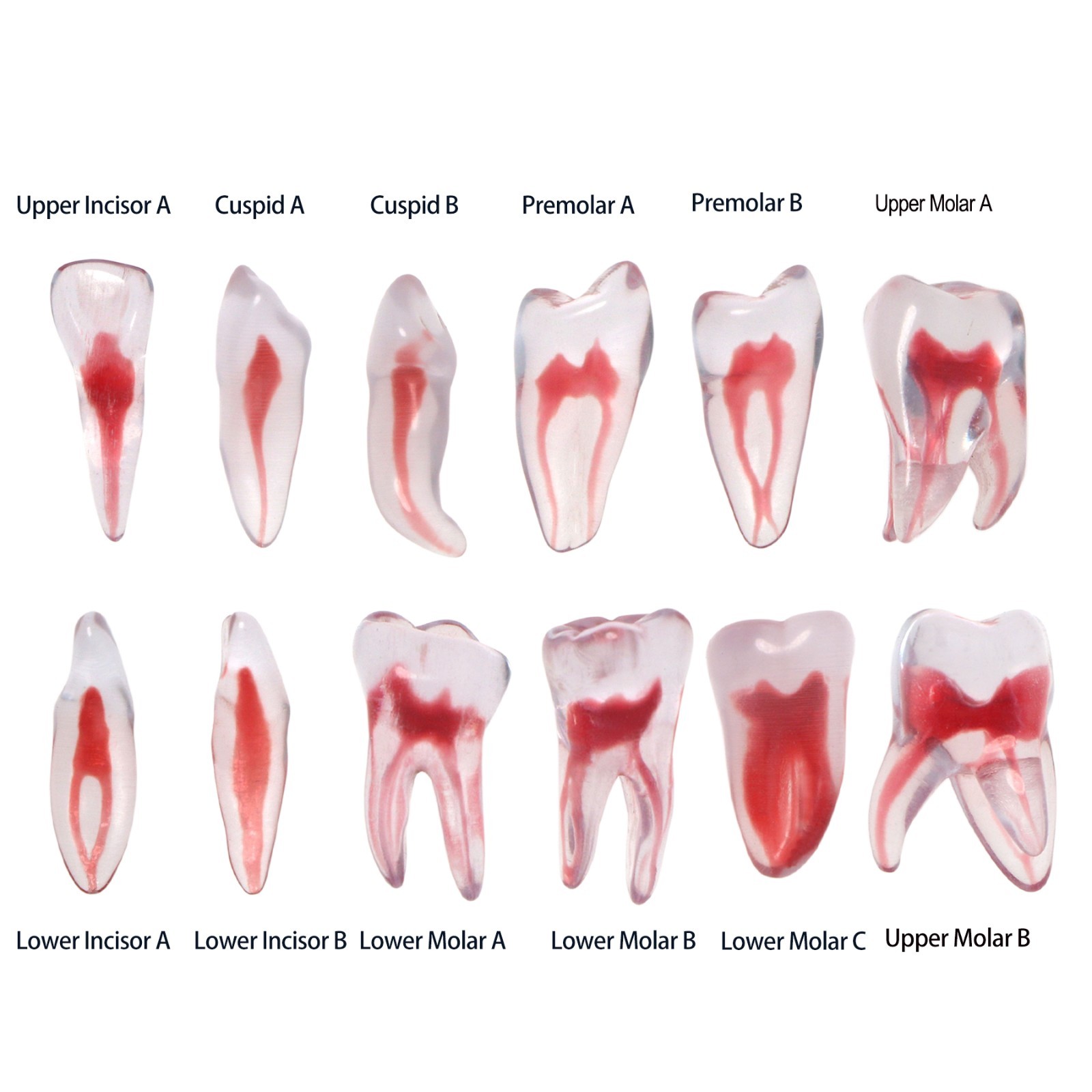 Dental Training 3D RCT Endo Tooth Model Practice Model Curved Root Resin Teeth