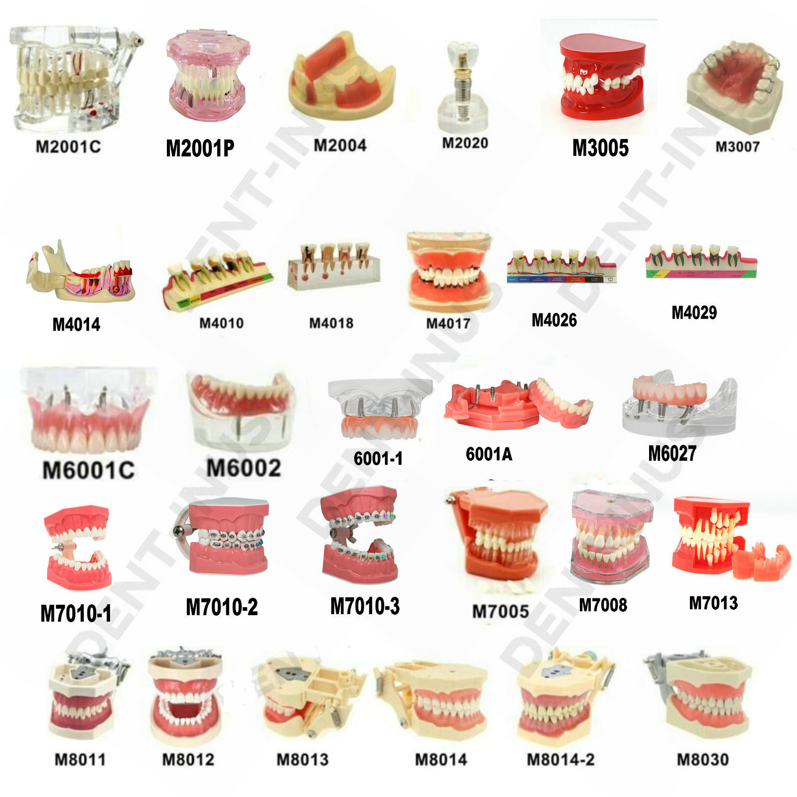 Multiple Types Dental Teeth Model Typodont Ortho Implant Practice Demo Teaching