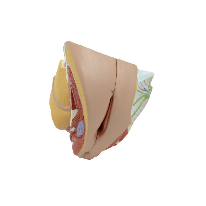 1:1 Female Internal And External Generative Organ Medical Anatomical Model
