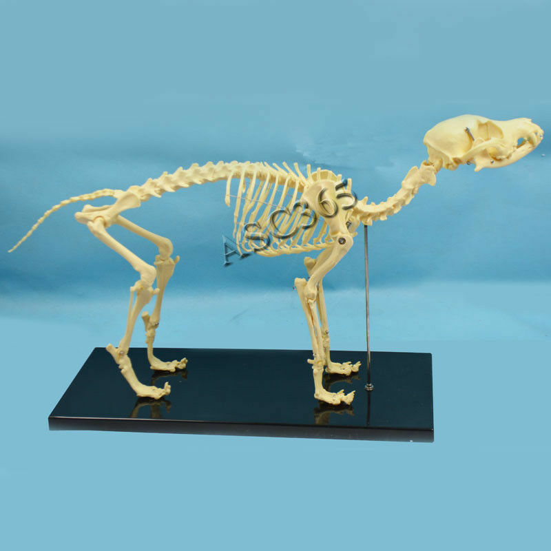 PVC Veterinary Anatomy Dog Bone Skull Canine Skeleton Teaching Anatomical Model