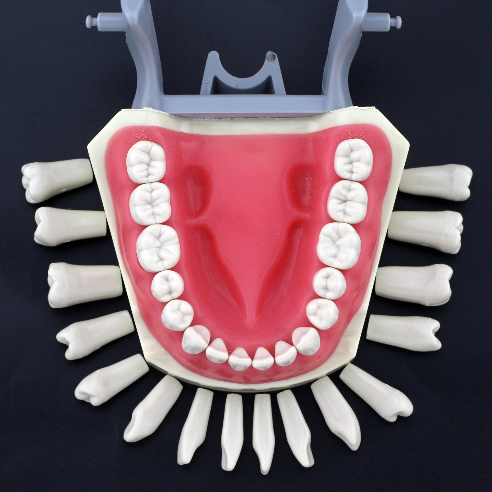 Dental Typodont Training Model Columbia Kilgore Nissin Mounting Pole 28 32 Teeth